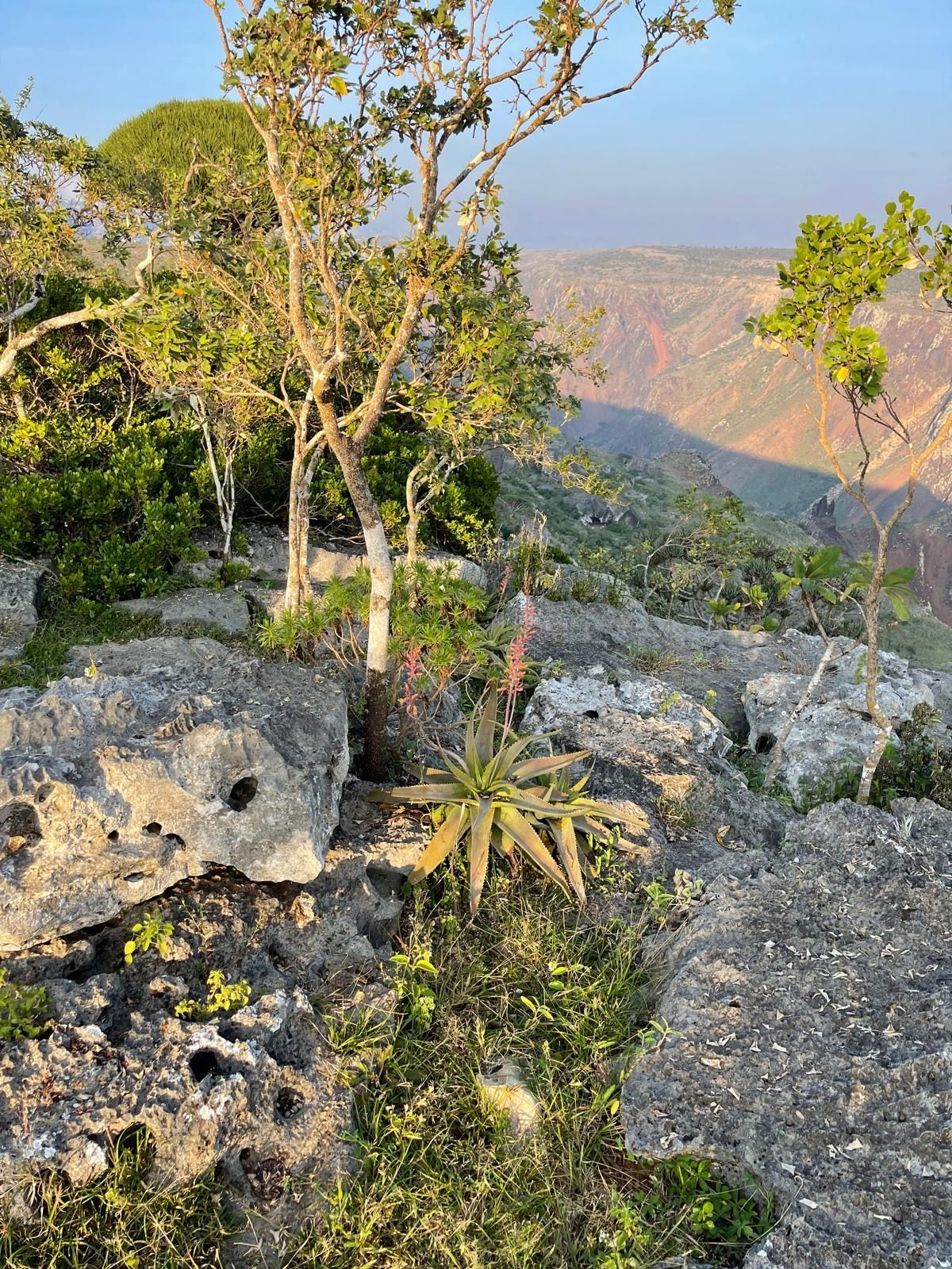 Aloe plants and small trees on a clifftop above a canyon in warm light