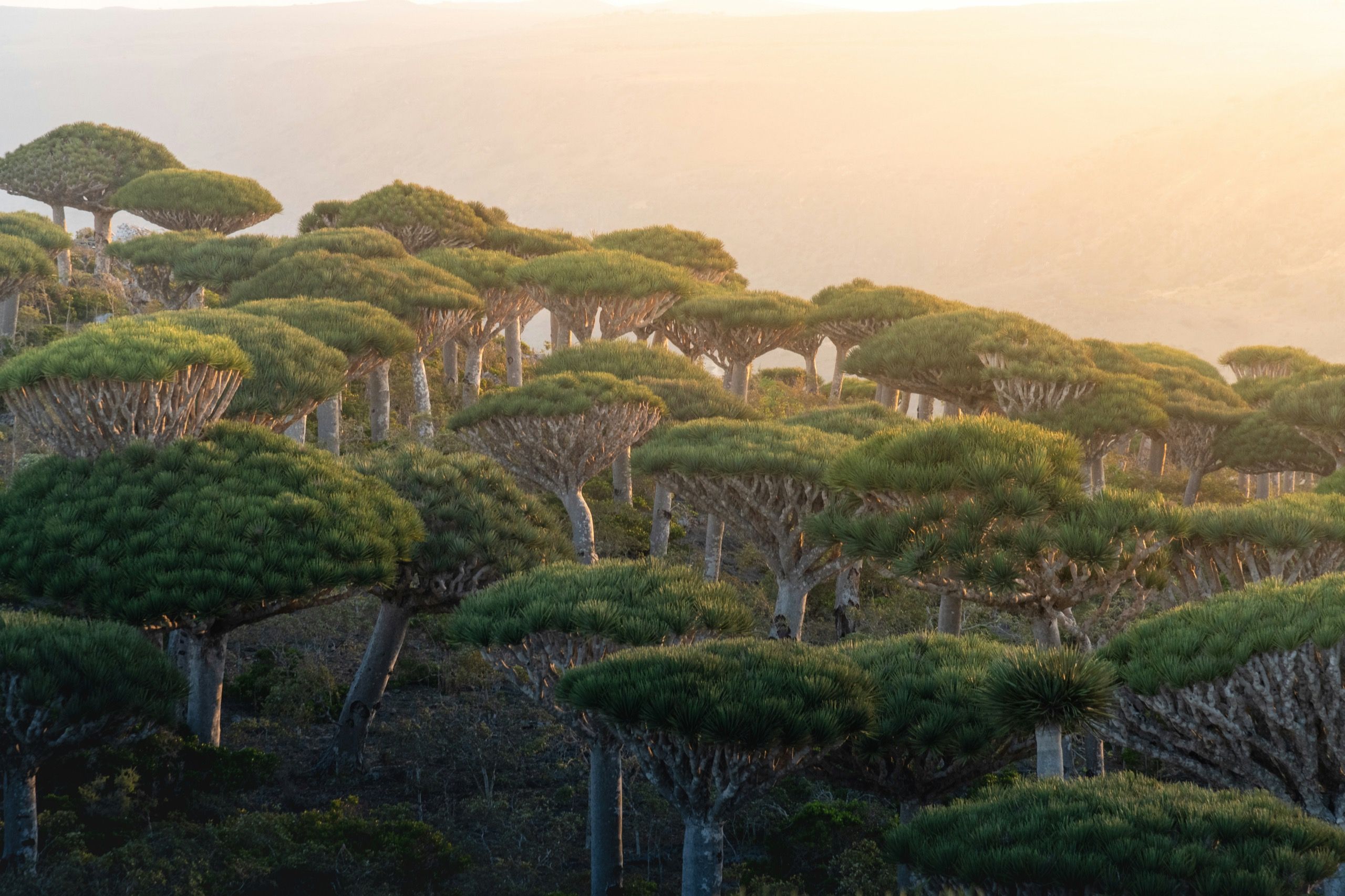 A dense stand of dragon blood trees on a slope, backlit by low golden sun