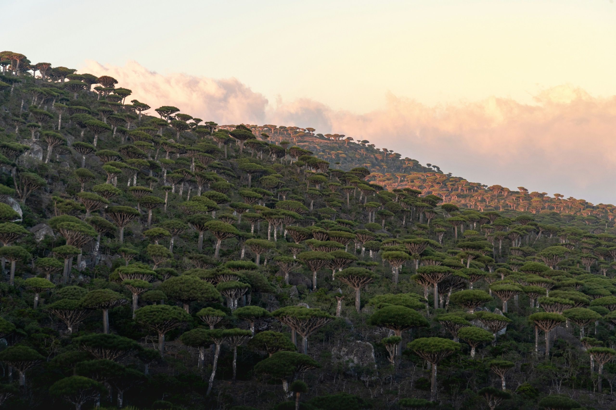 A hillside covered in dragon blood trees with a bank of pink cloud behind