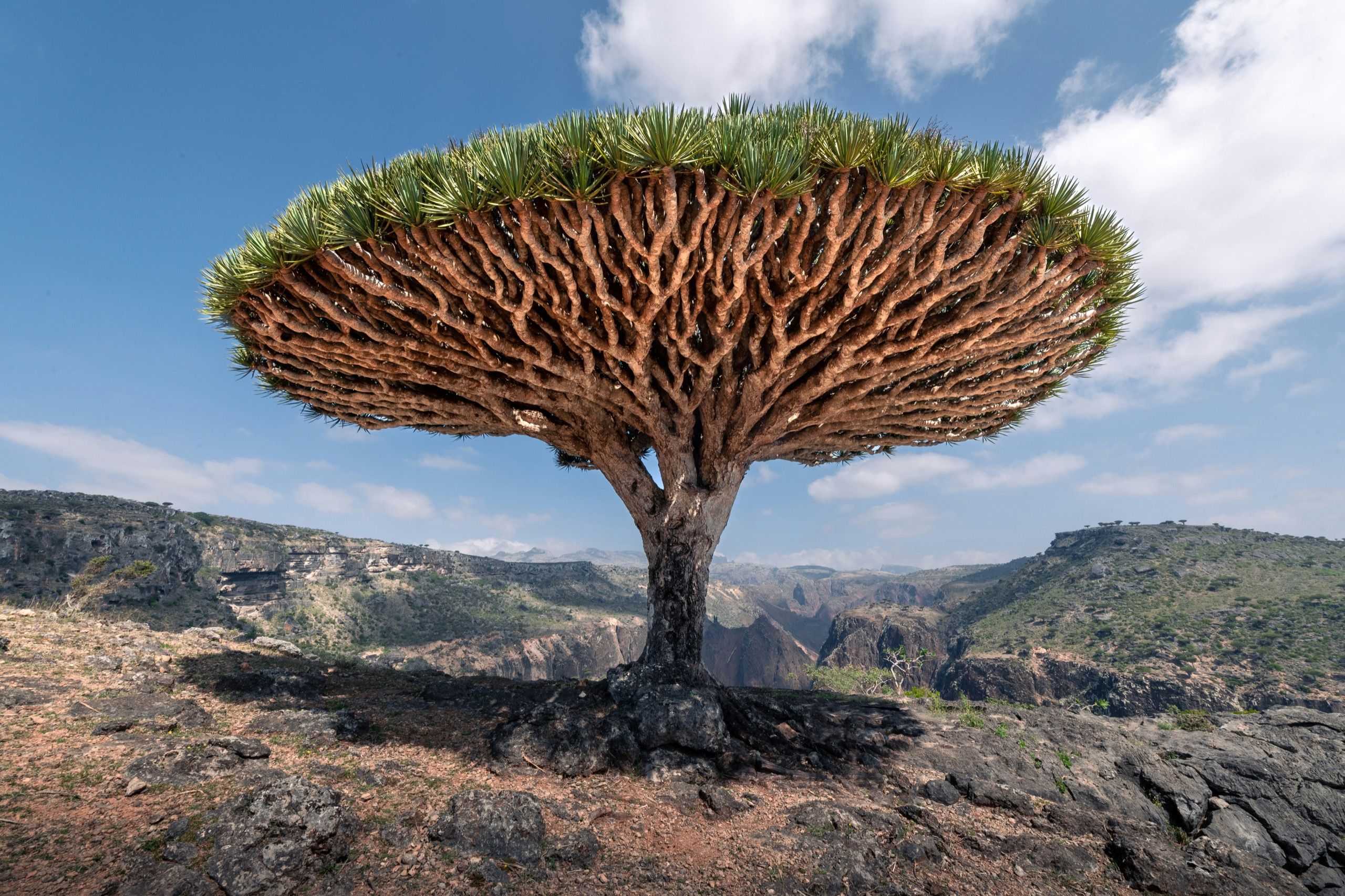 A single large dragon blood tree seen from below, its umbrella canopy against blue sky