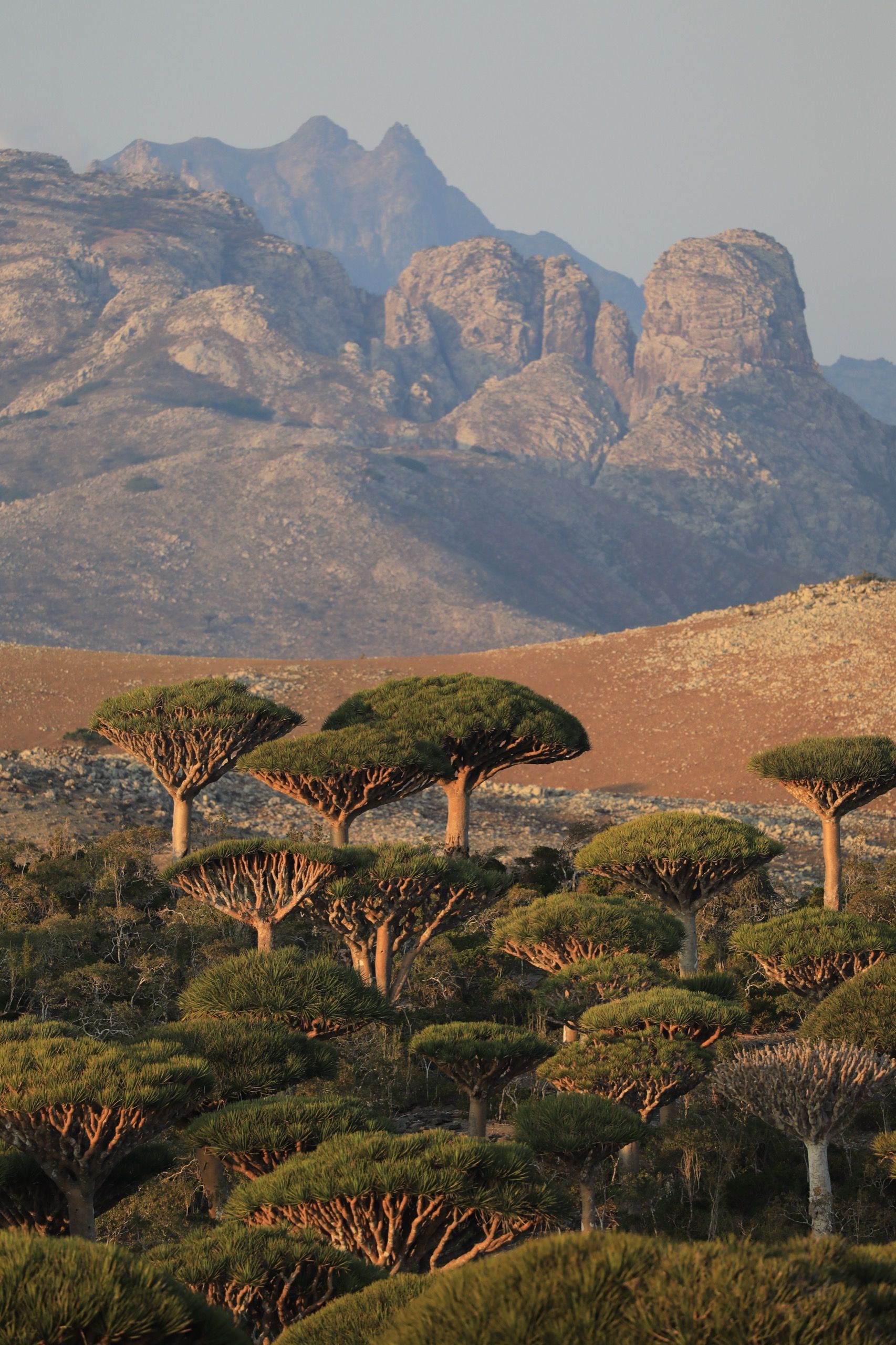Dragon blood trees massed below jagged granite peaks in warm raking light
