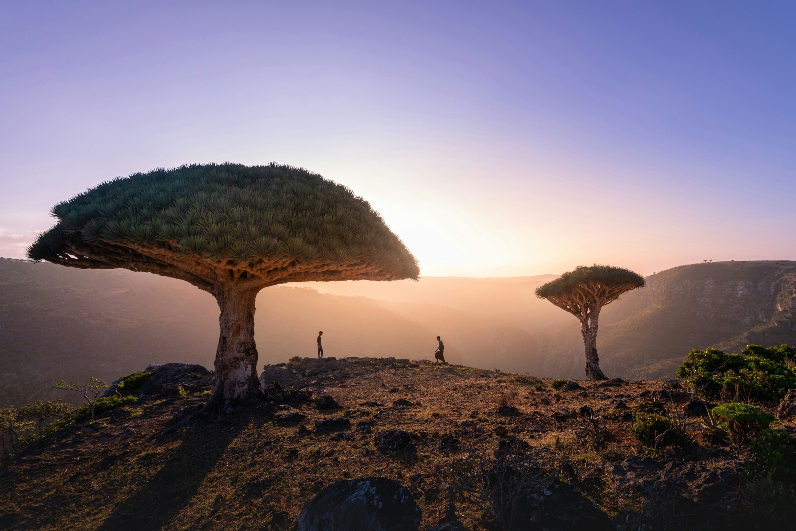 Two dragon blood trees on a canyon rim at sunrise with two small figures for scale