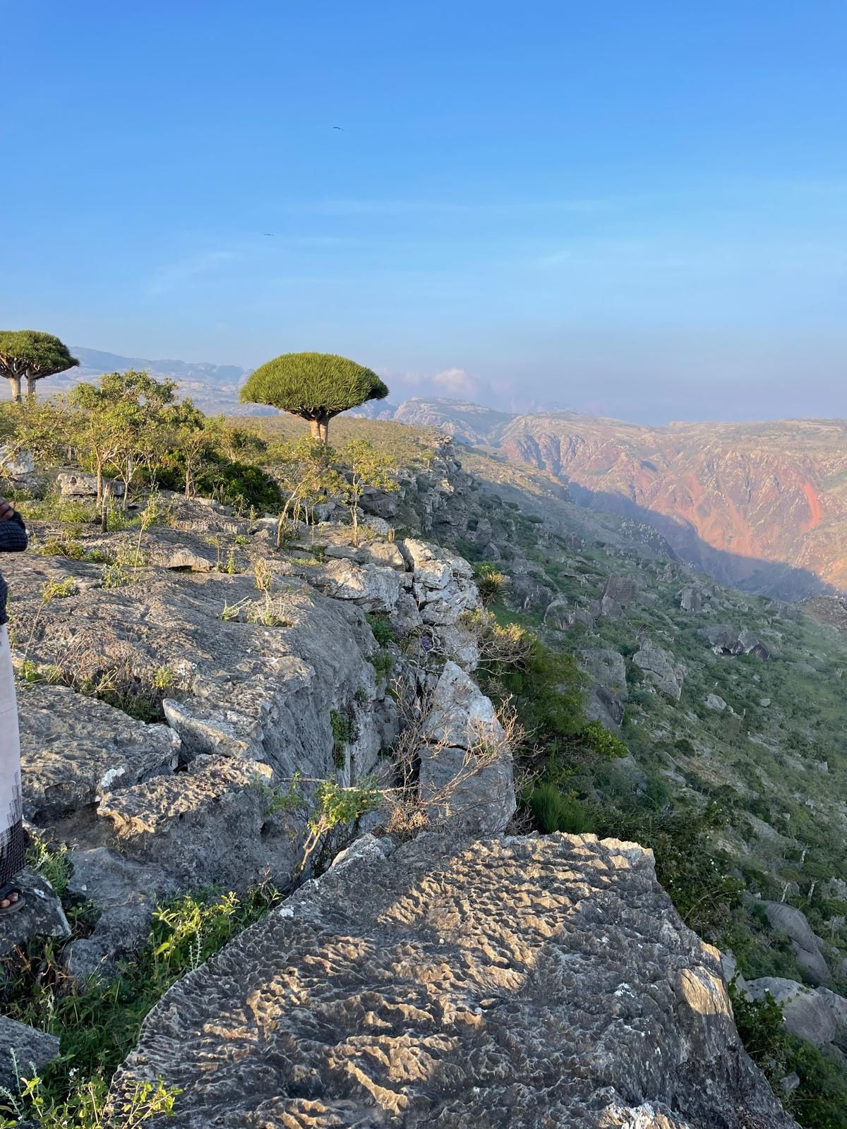 Dragon blood trees along a canyon rim, the canyon glowing in low evening sun