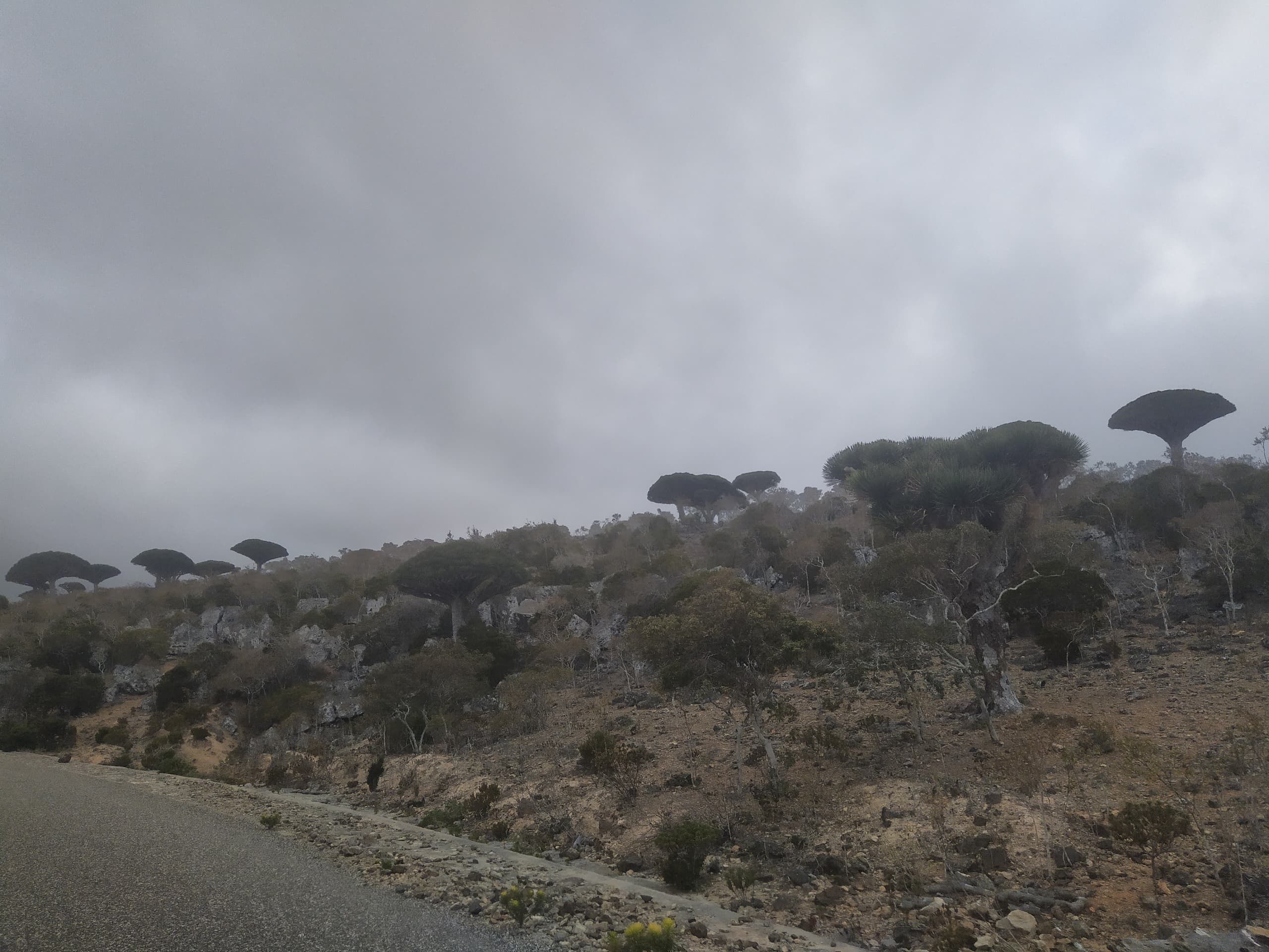 Dragon blood trees along a ridge, half lost in low cloud rolling over it