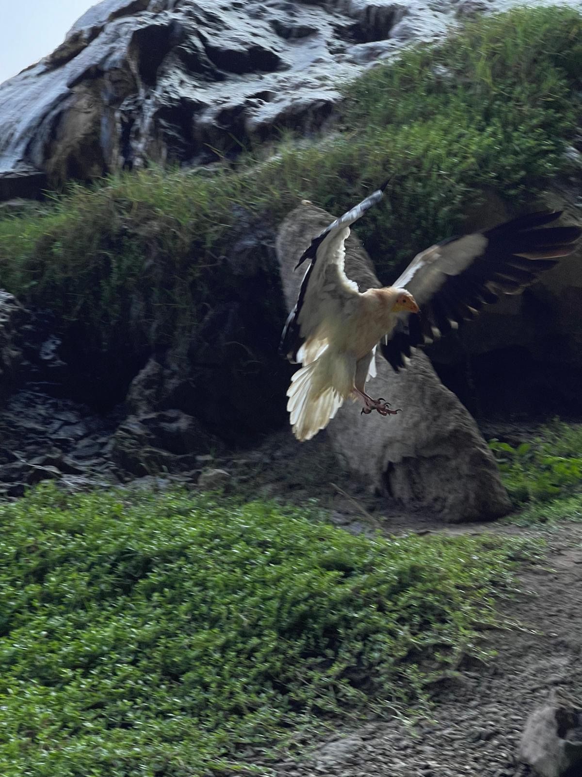 An Egyptian vulture coming in to land with its wings fully spread