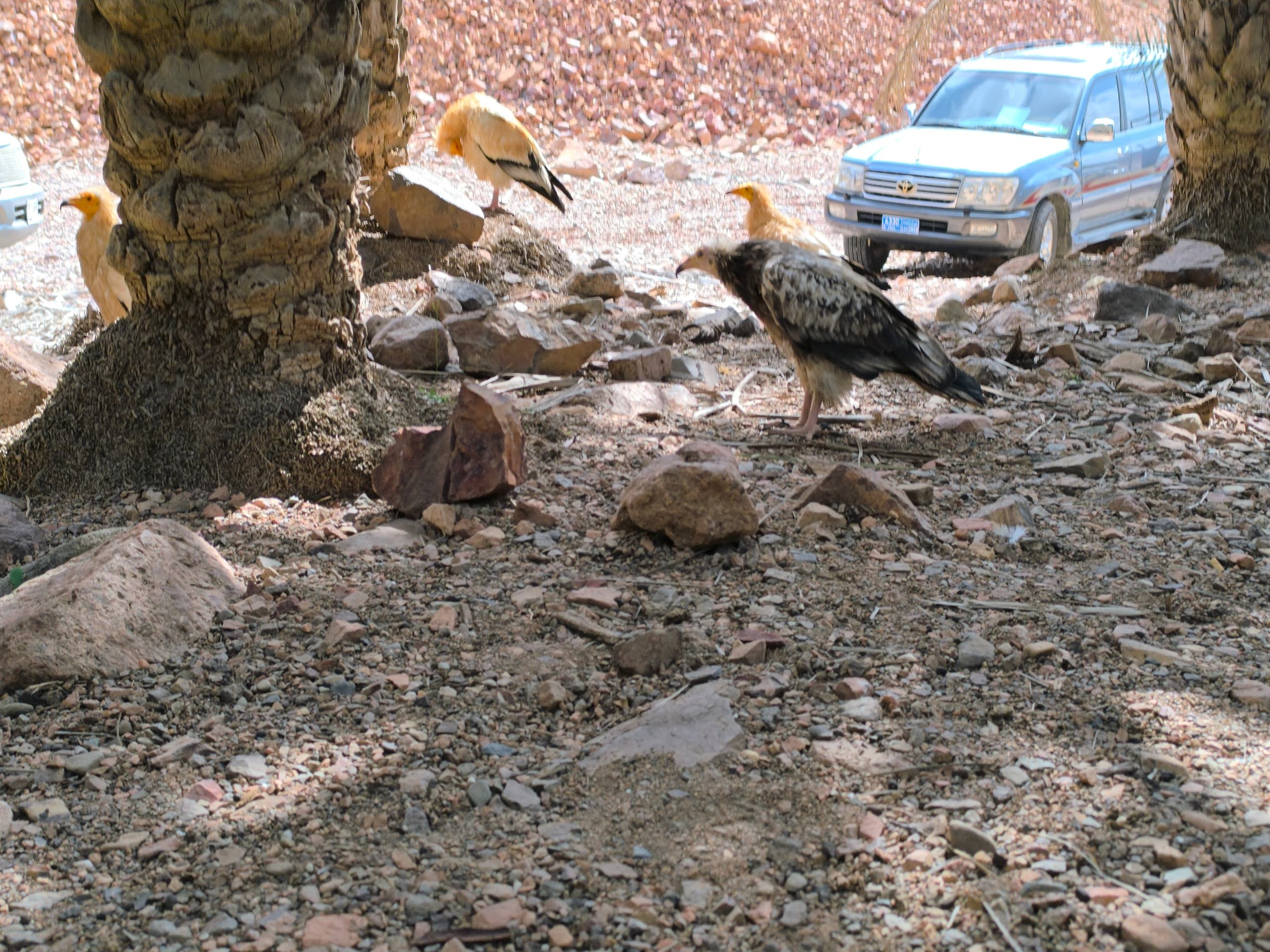 Two Egyptian vultures standing on stony ground beside a parked four-wheel-drive
