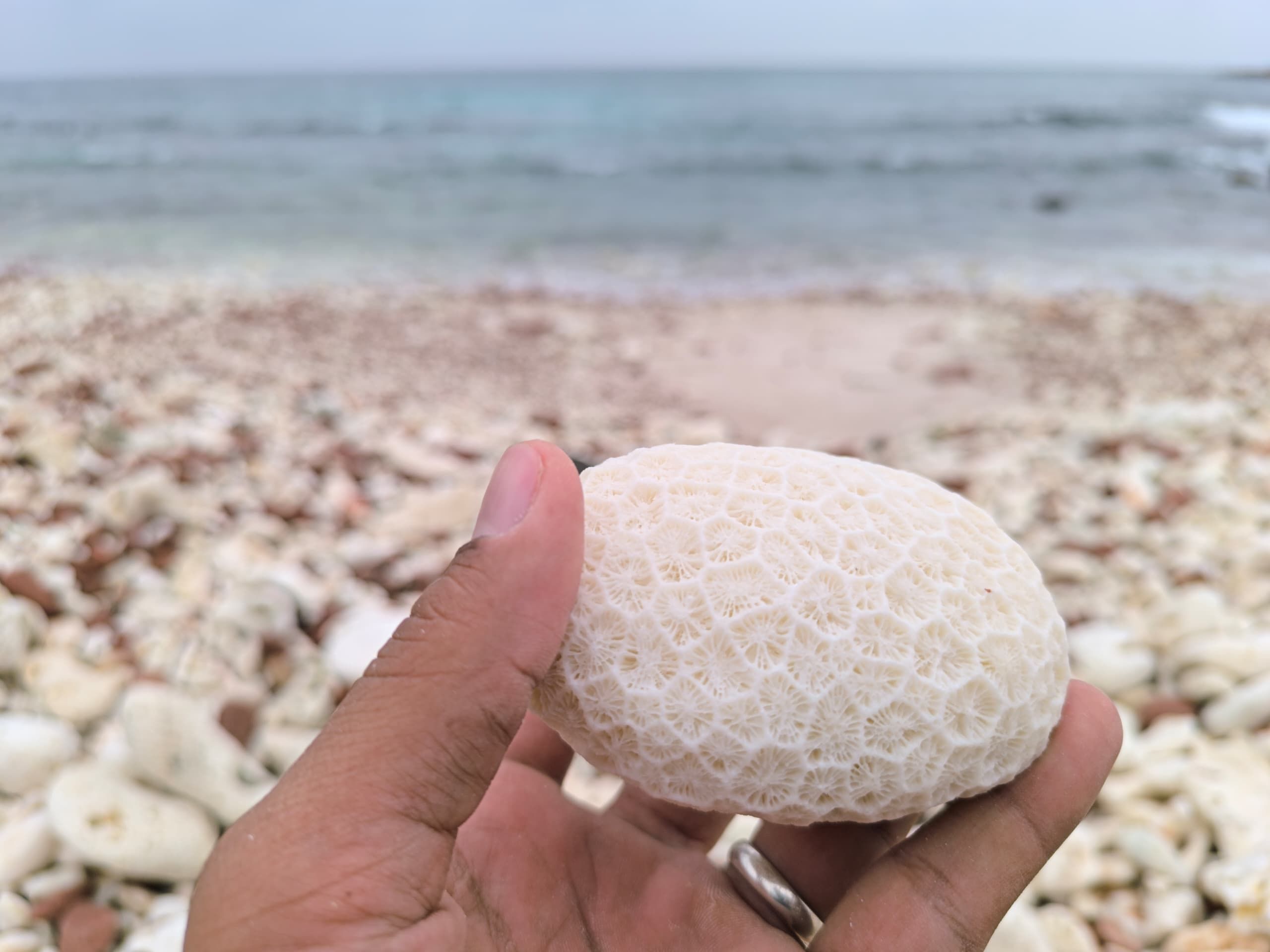 A hand holding a rounded piece of coral, the beach behind it made of pale pebbles