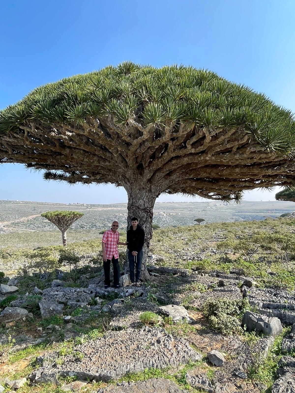 Two men standing beneath a large dragon blood tree, giving a sense of its size